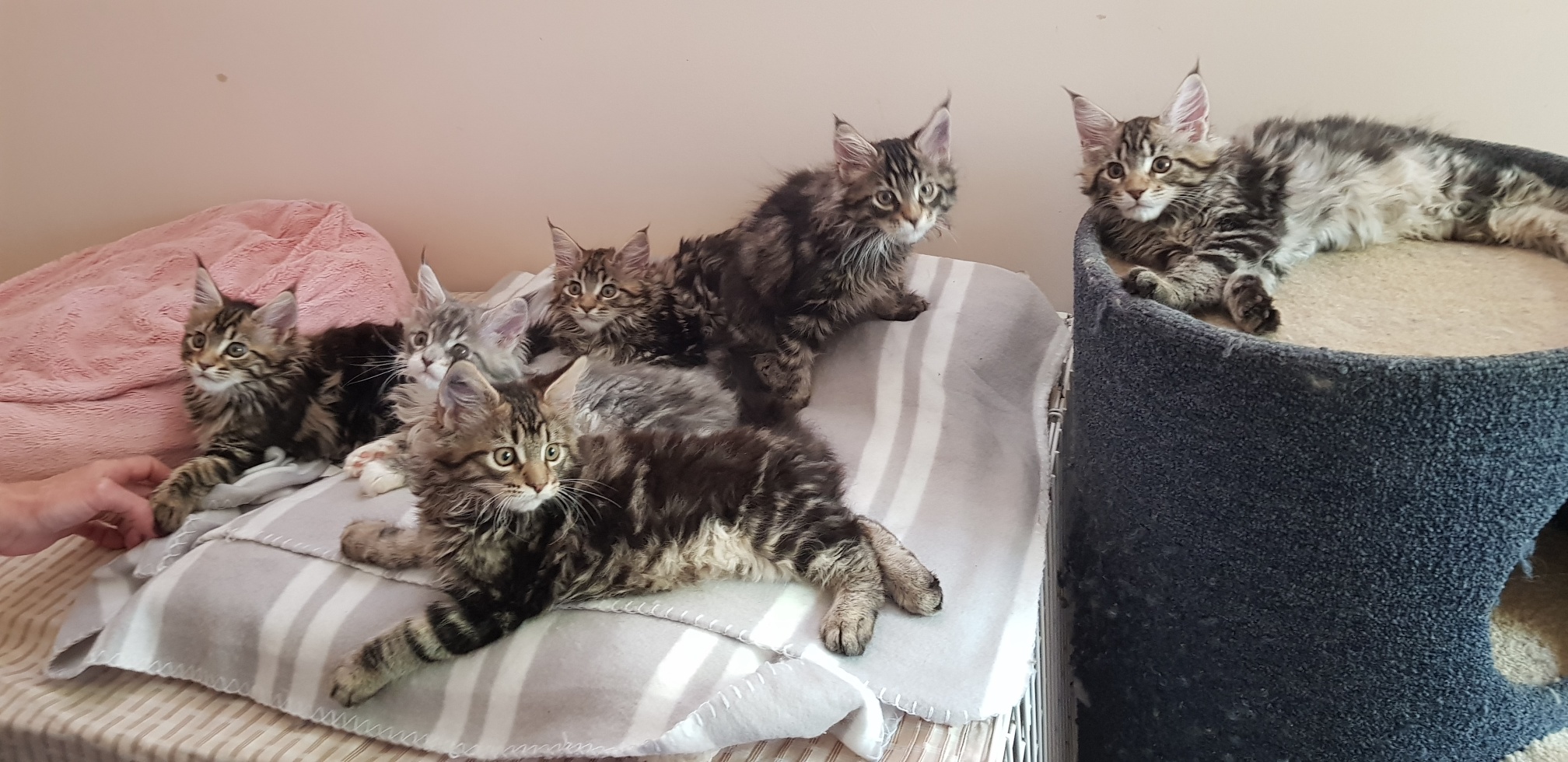 Bunch of kittens