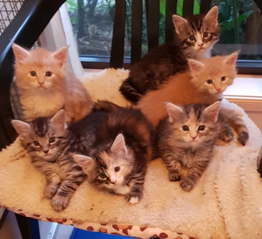 Group of kittens