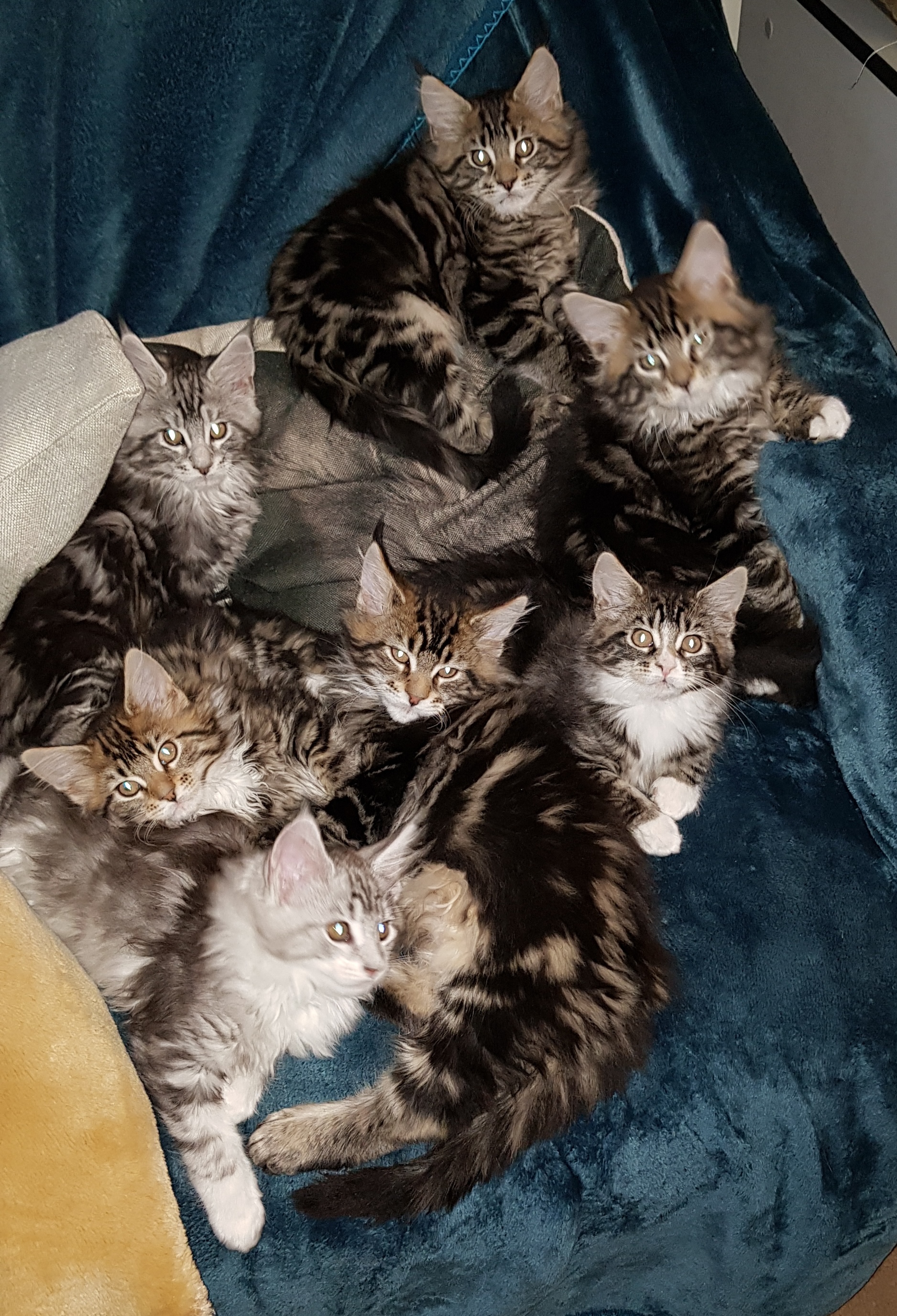 Group of seven kittens at 11 weeks