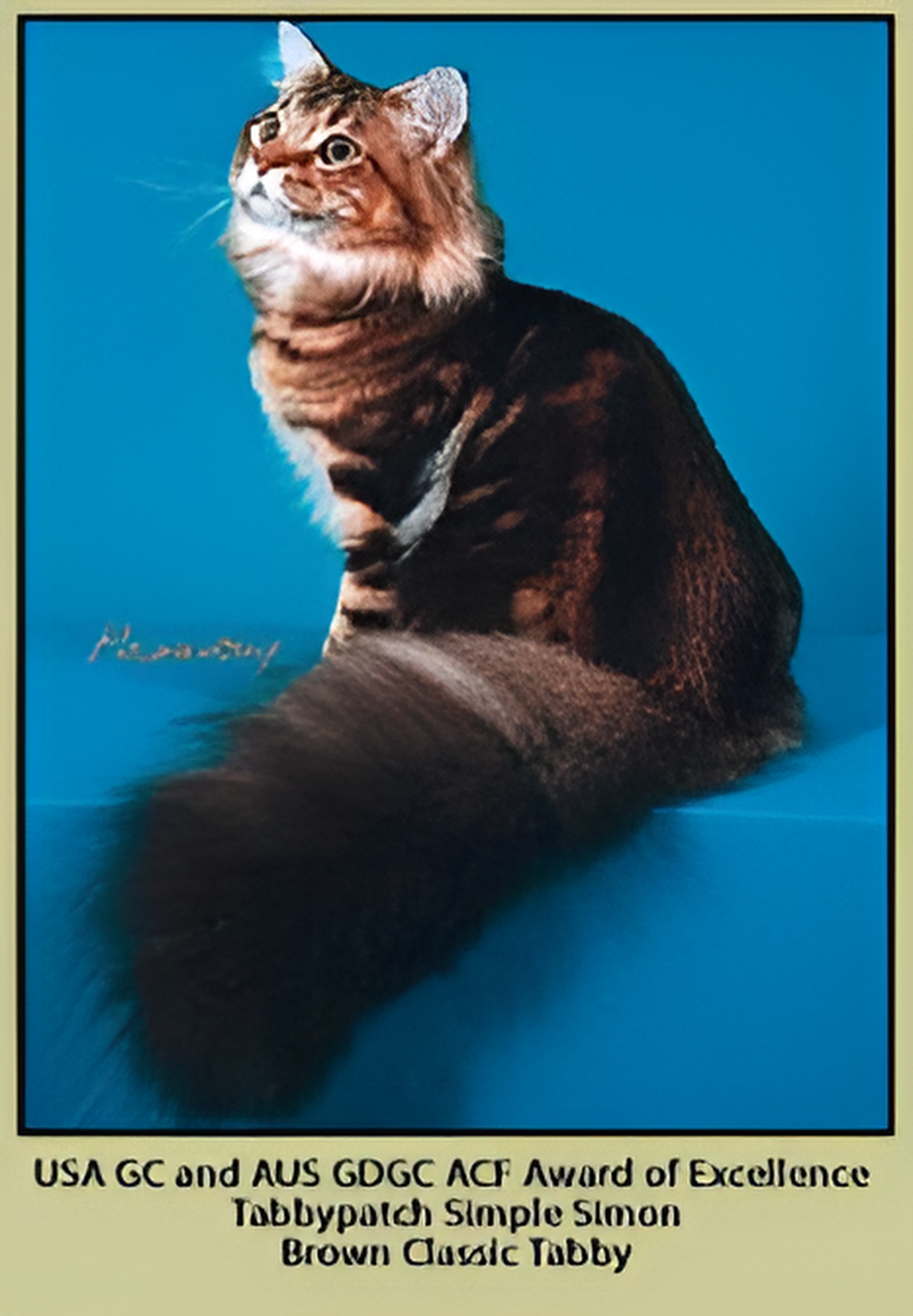 Maine Coon Cat
